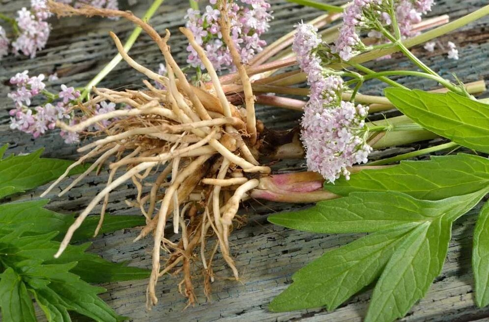 valerian root in Welltone